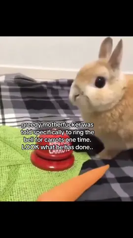 he doesnt regret his decisions. now we have to pay. #spirituality #bunny 