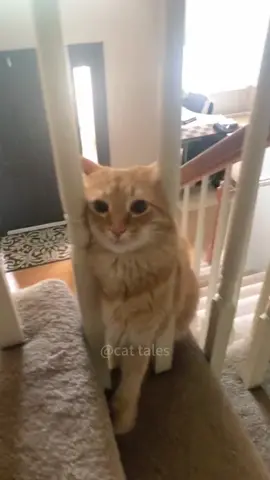 “The smartest cat in the world “#cat #catsoftiktok #pets #funnyvideo #foryou 