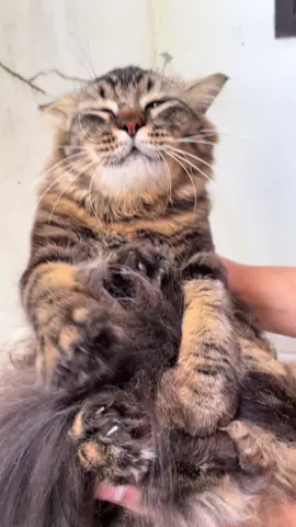 Furlux 2in1 Natural shampoo and conditioner bikin bulu Kuro jadi wangi, bersih, dan berkilau😍✨ #furlux #shampookucing #perawatankucing #kucinglucu #kucinggemoy 
