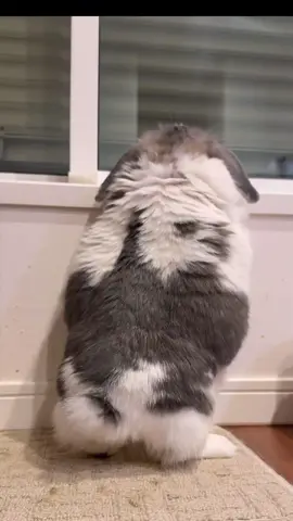 太りすぎたうさぎ（女の子） かなり重いです🪨 最初のシーンは一緒の部屋にいる猫のカリカリをあそこに置くので それが今日はあるのかないのかチェックをしているところです🐟（毎日） どうしても欲しいのです First scene: I’m checking if the cat food is there today—I need it so badly! ฉากแรกก็คือฉันกำลังเช็กอยู่ว่าอาหารเม็ดของแมวที่วางไว้ตรงนั้น วันนี้มีหรือเปล่า เพราะฉันอยากได้มันมากๆ เลย! 첫 장면은 같은 방에 있는 고양이 사료를 저기에 두는데, 오늘은 그게 있는지 없는지 확인하는 거예요. 그게 너무너무 갖고 싶거든요! #うさぎ #ホーランドロップ #ダイエット #francfranc #フランフラン 