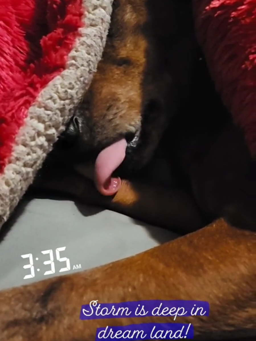 #Dogs are so funny when they sleep and dream #LMAO #DogsOfTikTok #PetsOfTikTok #Funny 