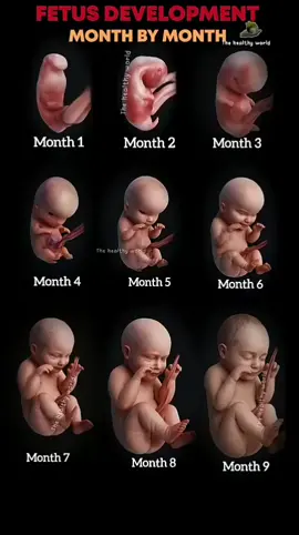 Fetus growth month by month inside the womb #pregnant #babydevelopment #pregnancy #fetus #ultrasound 