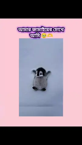 হু🥹🫶#iffatjahan686 #bangladesh #tiktok #viral #foryou @TikTok @틱톡 TikTok Korea @TikTok Bangladesh 