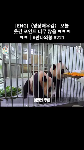 [ENG](영상매우김) 오늘 웃긴 포인트 너무 많음 ㅋㅋㅋㅋㅋ｜#판다와쏭 #221 #06