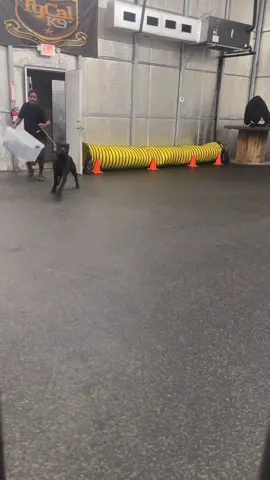 Funny canecorso 🤣🤣#funny #dog #dogsoftiktok #canecorso #mydog 