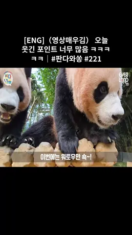 [ENG](영상매우김) 오늘 웃긴 포인트 너무 많음 ㅋㅋㅋㅋㅋ｜#판다와쏭 #221 #11