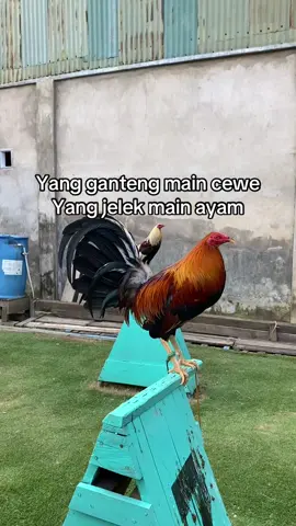 #fypシ #ayampelipinimport🐓🇨🇿 #2777farm #bibitsendiri🐔 #salam kaki kiri