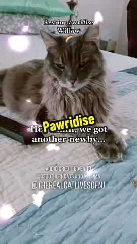 #3southerncats #rainbowbridge #seniorcat #viral #therealcatlivesofnj  