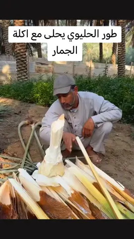 عبادي العماري#حليوي