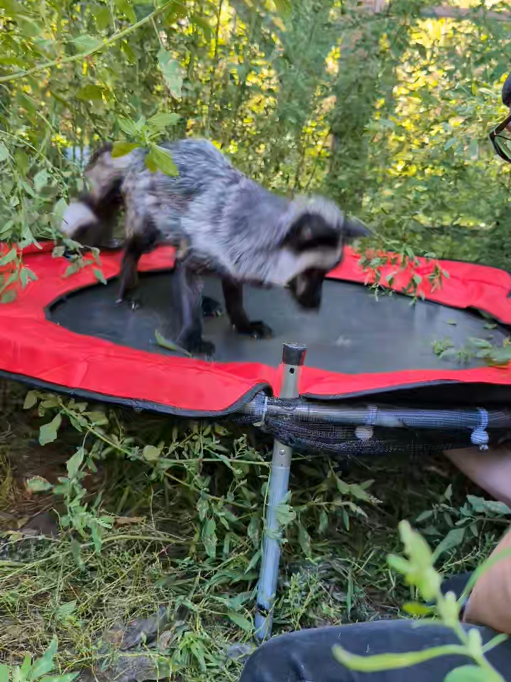 Silver Fox plays on her new trampoline!