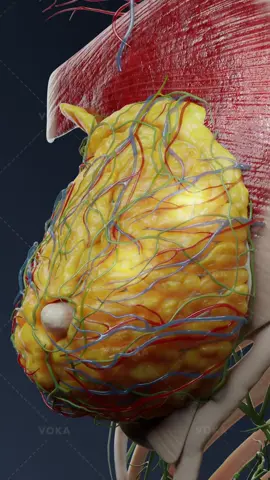 Could a harmless lump in your breast reveal something about your hormones? Breast cysts in 3D    Breast cysts are a common but benign condition often caused by hormonal imbalances. These imbalances disrupt the normal development of the terminal duct lobular unit, which can lead to obstruction of the excretory duct.   As the epithelial acinar cells continue to secrete fluid, the duct becomes dilated, eventually forming a fluid-filled cavity - the cyst itself. While usually harmless, breast cysts can sometimes cause discomfort or concern, making understanding their formation essential for both patients and healthcare professionals.   📌 Learn more about breast neoplasms with VOKA 3D Anatomy & Pathology!   #breastcyst #breasthealth #benigntumor #mammology #3Danatomy            