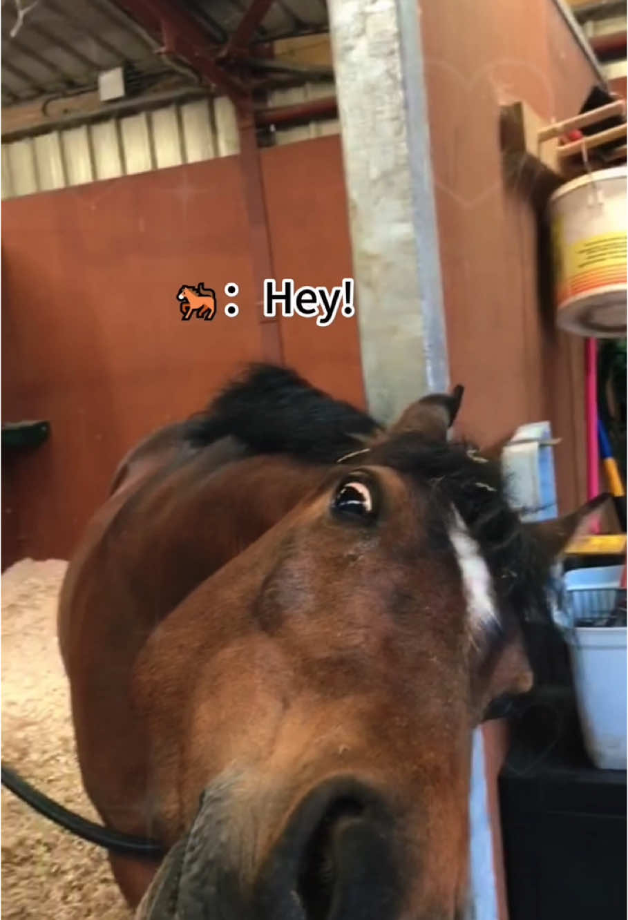 Whimsical entertaining horse 🐴 #funnyanimals #funnyvideos #animevideos #funnymoments #animals #horses #horsesoftiktok #usa🇺🇸 #usatiktok 