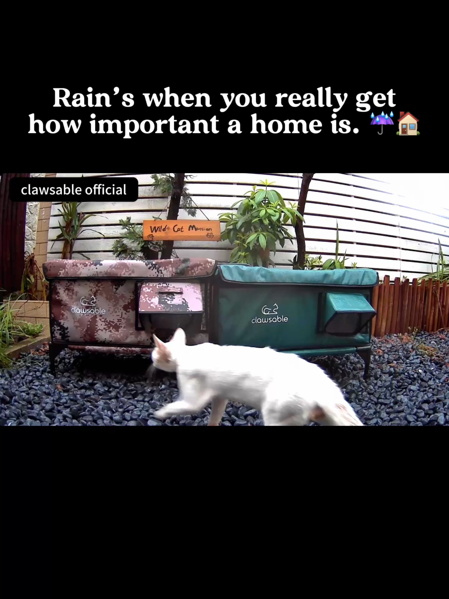 One gentle leap — from rain to shelter, from cold to warmth✨#clawsable #cathouse #heatedcathouse #outdoor #catshelter #feralcat #rescuecat #straycat #wintercats #catrescue #communitycats #catasmr #outdoorcats #feralcats