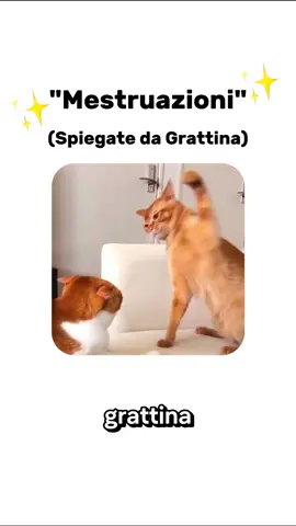 Le Mestruazioni spiegati dai Gatti#gatti 