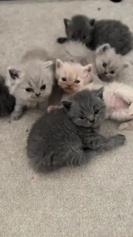 #kittens #britishshorthairs #catsofticktock #kittensoftiktok 