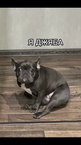 🤣🤣🤣 наша джяба #яджяба #французскийбульдог 