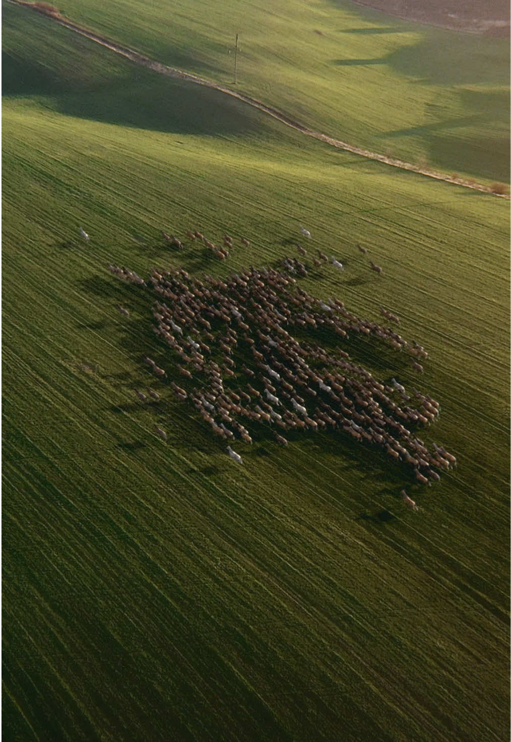 Horse code. The Equestrian Knight, recreated in the outdoors by a passing herd #Burberry 