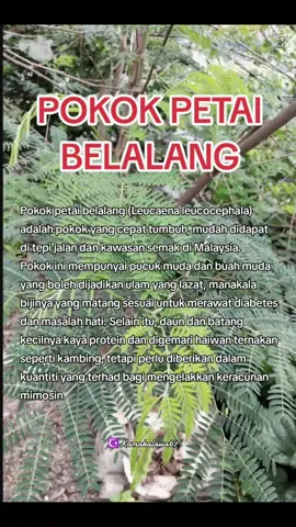 POKOK PETAI BELALANG Petai Belalang Dan Khasiatnya...  Pokok petai belalang ini adalah pokok liar dan banyak tumbuh di belukar dan semak samun. Pokoknya boleh mencapai ketinggian hingga 10 meter. Buah petai belalang berbentuk pipih seperti buah petai cuma bijinya keci dan buahnya juga nipis. Buahnya berwarna hijau ketika muda dan akan berubah menjadi perang apabila matang. Sangat mudah membiak dengan benih iaitu dari bijinya.  Di kawasan kampung atau di pinggir hutan kawasan bandar banyak di jumpai pokok petai belalang ini. Masa kecil dulu, di kampung biasa sangat dengan pokok ni Selalunya kami buat main saja dengan buah dari pokok ni. Kupas buahnya, kunyah-kunyah bijinya dan cium bau mulut masing-masing... hahaha!  Buahnya yang masih muda sedap di buat ulam cicah sambal belacan atau sambal kelapa. Kalau tak nak makan mentah, boleh di celur sekejap. Pucuk pokok petai belalang sedap di buat masak lemak cili api campur udang atau seumpamanya. Sedap wehhhh... Bijinya sedap di buat sambal tumis sepertimana buah petai yang biasa. Cuma petai belalang ni bijinya kecil dan sedikit liat dan keras. Baunya pun tak sekuat seperti buah petai biasa. Sekarang petai biasa dah sangat mahal berganda-ganda. Makan petai belalang pula lah... Bersepah percuma sahaja tapi nak kena rajin mengutipnya.  Petai Belalang Dan Khasiatnya....  Antara khasiat petai belalang adalah merawat masalah buah pinggang. Caranya ialah dengan mengeringkan sejumlah petai belalang. Setelah itu masukkanlah petai-petai yang telah dijemur kering itu ke dalam air panas. Minumlah ia setelah membiarkan seketika. Bagi sesiapa yang ada masalah buah pinggang tu, bolehlah cuba. Setelah beberapa kali meminumnya, boleh jumpa doktor untuk diperiksa. Insya-Allah ada perubahan.  Pokok petai belalang boleh di gunakan untuk mengubati penyakit kencing manis. Daunnya yang matang di ambil segenggam dan di rebus bersama 3 cawan air. Biarkan kering hingga tinggal 1 cawan. Minumlah secawan sehari sekali selama 1 minggu. Untuk  masalah kayap, rebus pucuk daun petai belalang dengan tawas. Air rebusan itu digunakan untuk mandi dan membersihkan badan. Berkesan juga untuk merawat batuk dan demam campak. Daun-daun muda di tumbuk bersama beras kemudian di tampal pada kerongkomg untuk meredakan batuk. Boleh juga di sapu pada seluruh badan untuk mengubati kudis campak.  Daun petai belalang juga berkesan untuk mengatasi masalah kelemumur atau kulit bersisik. Daunnya dibakar manakala abunya dicampur dengan minyak kelapa sebelum digosok ke kulit kepala. Balut dengan plastik pembalut rambut dan biarkan selama sejam sebelum dibilas dengan air bersih. Juga digosok-gosok ke bahagian kulit yang bersisik.  Walaupun ia hanya pokok liar yang tak bertuan tapi khasiatnya banyak. Boleh di jadikan ulam dan santapan yang menyelerakan pula tu. Ha ah... apalagi, jom makan ulam petai belalang. Dalam video di fb ada tengok orang Thailand suka makan ulam ni... Kita bila lagi? Boleh awet muda tau... hehe! #petaibelalang#dankhasiatnya
