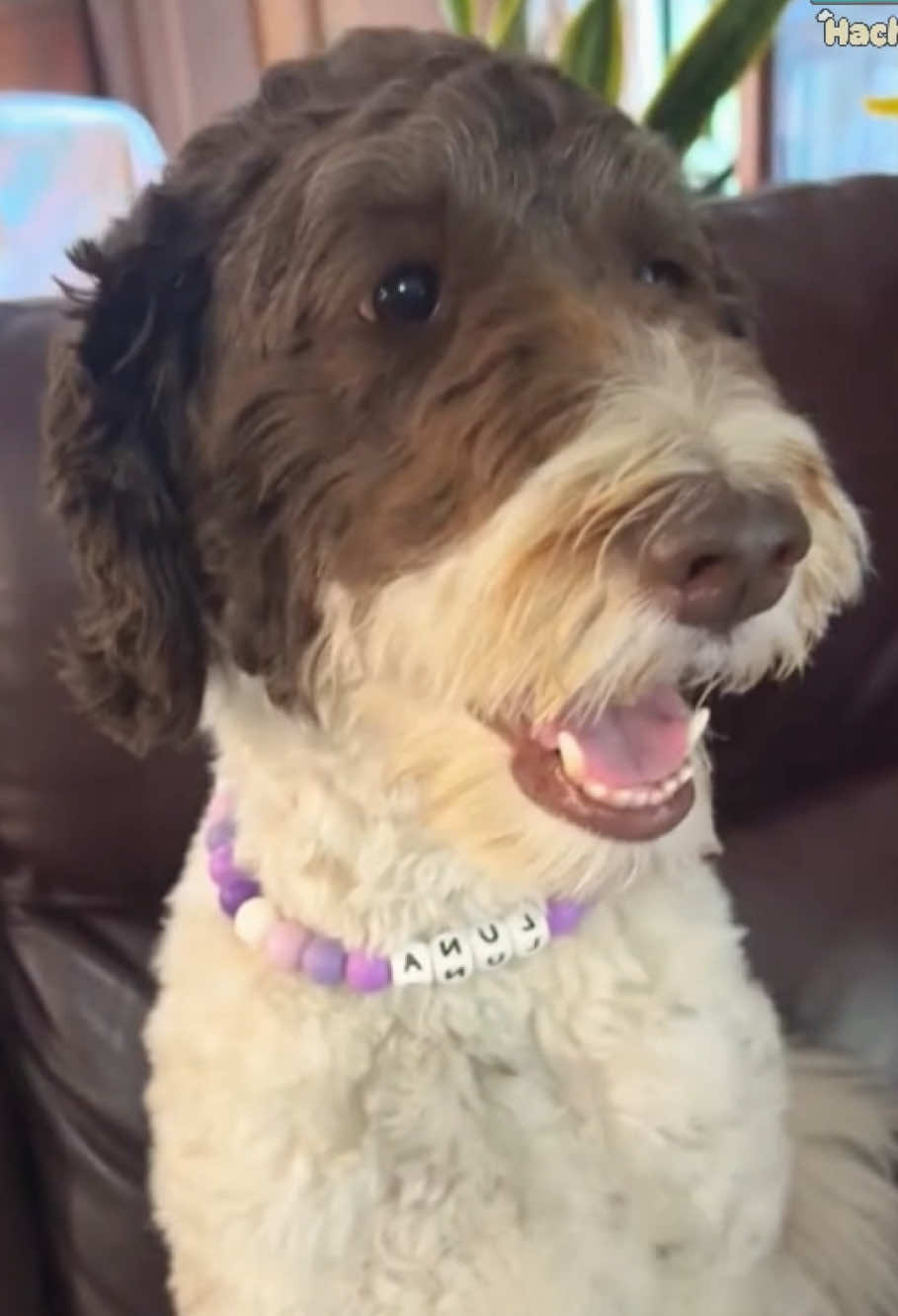 Dogs love it#dog #dogsoftiktok #dogcollar  #westerndogcollar #dogmom