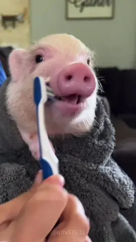 Funny Pig.#pig #pigsoftiktok #piggy #pigs #funny #foryou #funnyvideos #viral #usa #fypシ #funnymoments #funnytiktok #fyp #cute 