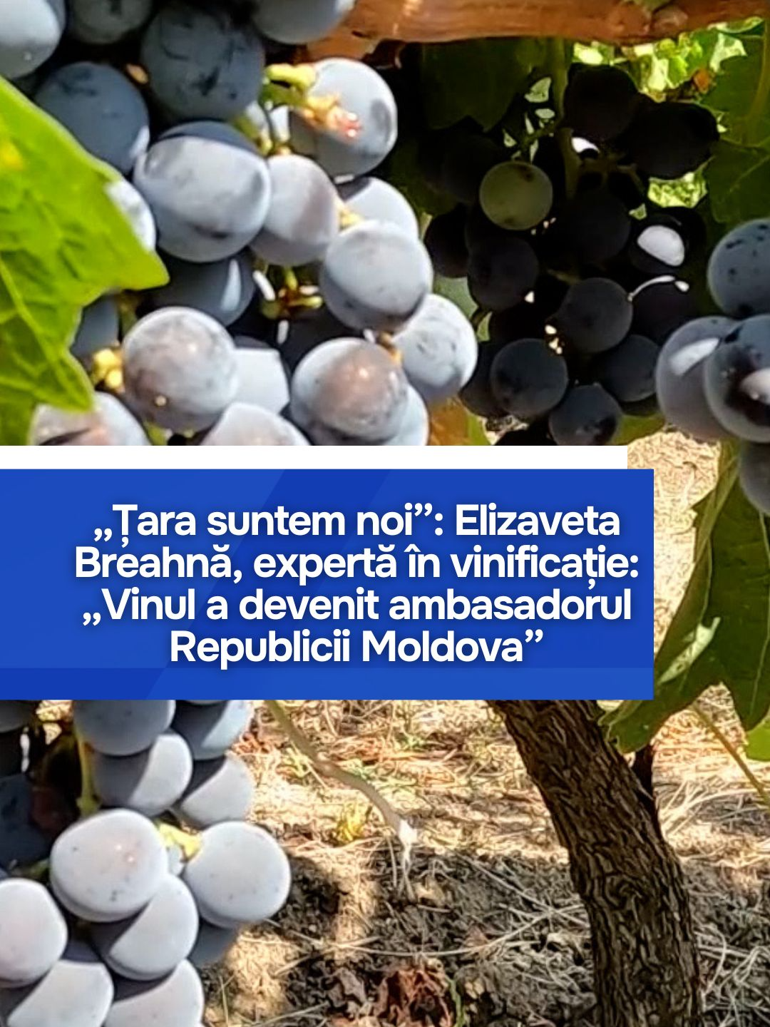 „Țara suntem noi”: Elizaveta Breahnă, expertă în vinificație: „Vinul a devenit ambasadorul Republicii Moldova”