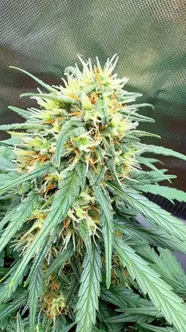 Gorilla glue & Rainbow runtz 🦍🌈 SOLLEN WIE UNSERE EIGENE KREUZUNG VON DEN 2 Sorten machen? 😋🍃#growcouple #GreenVibes #PlantTok #gorillaglue #rainbowruntz 