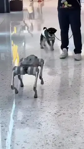 Fake dog meets real dog,much fun 🤣🤣🐶🐕#dog #robotdog #robot #dogsoftiktok #fyp 