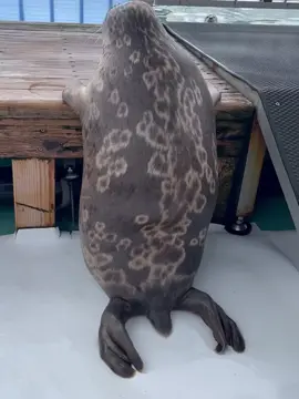 The clip video is not from me it's from tokkari center at Japan 🇯🇵#tokkaricenter #fyp#silly #seal                                         tokkaricenter_official. Today is Mashiro-kune Our regular morning walk This time I put my front limbs on a wooden platform Looks like he's peeking into the pool 00 My back limbs are feeling sluggish With a weird attitude, but a face It seems like Mashiro-kun is where he's doing it Starting today we will be at the outside pool for a little bit of time! If you come to the museum, please visit Mashirokun Please take a look <2 £2  