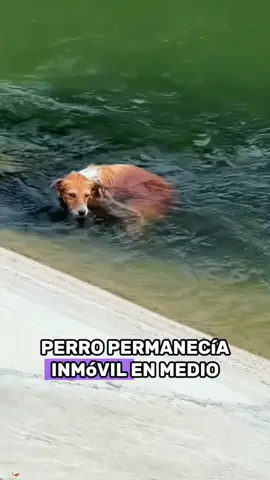 This dog is too pitiful #animals #Foryou #Friendship #Us #fyp #dog