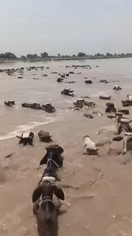 punjab flood 😭 #flood #lahore #Foryou #راوی #trending 