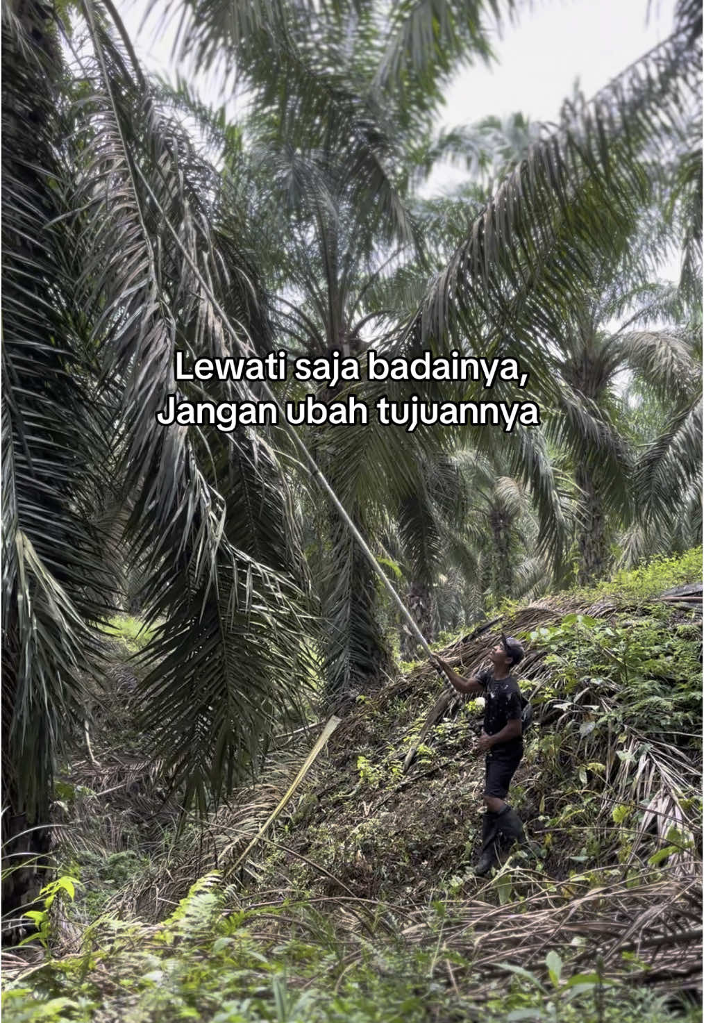 Semangat pejuang mahar😇#fyp #fypシ゚ #fypage #fypシ゚viral #fouryou #fypdongggggggg #sawit #kulisawit #petanimudasukses 