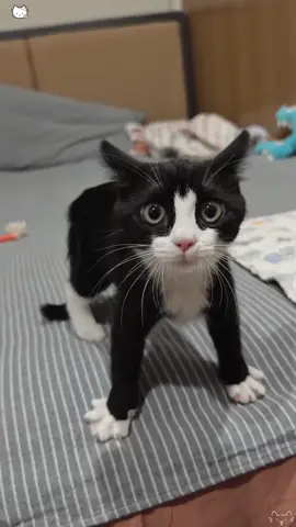 Kitten kitten meow meow meows 😸#foryou #catlove #funnycat #usa #catsoftiktok 