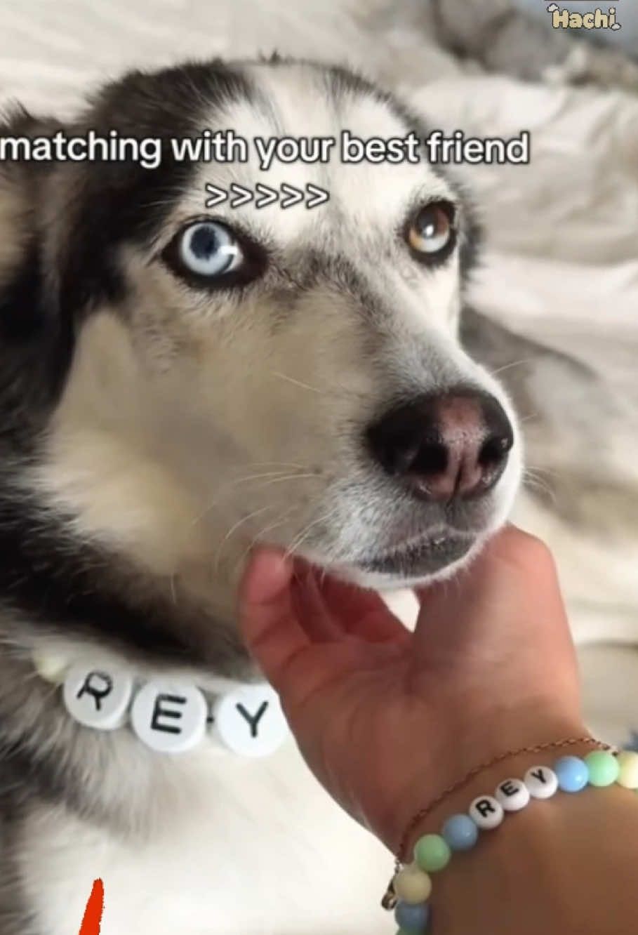 the cutest collar #dogmom #dogdad #matching #dogcollar #pet