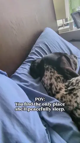 Dogs help children sleep better #Funny #dog #baby #dogsoftiktok #dogandbaby 