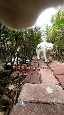 Long time no see, White Cat's territory belongs to Maxwell#cats 