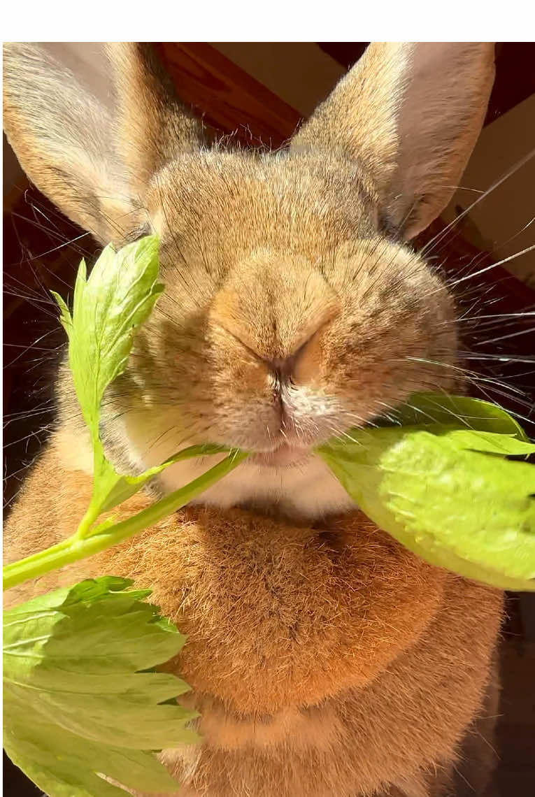 It’s Friday and Wilma knows exactly how to celebrate, with a big, crunchy leaf 🌿  She’s already in weekend mode, enjoying every bite and looking forward to cozy vibes ahead 💚 #yummyinmytummy #eatyourgreens #bunnylove #bunnies #PetsOfTikTok 