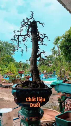 #duối_bonsai #hoanganhmoc #bonsai 
