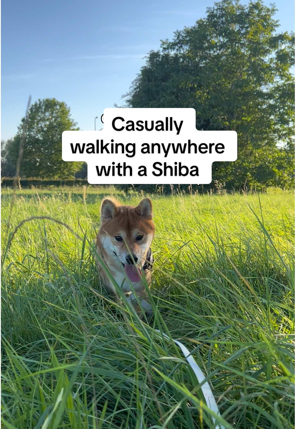 This dog got me chased in the streets no kidding 🙈 #shibalife #shibainu #shibalove #shibasoftiktok #fyp 