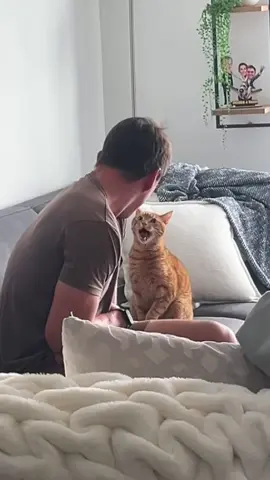 The behavior of orange cat#cat #tiktok #catsoftiktok #funny 