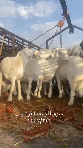 #اكسبلور 