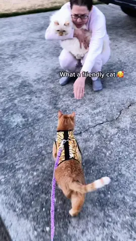 From angel to demon faster than my WiFi drops 😼📶 #catsoftiktok  #fyp  #foryoupage  #funnycats  #cutecat  
