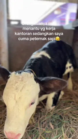 Belgian blue umur 2 hari#blantiksapi #Belgianblue #peternaksapiindonesia #fypdong #sapijumbo 