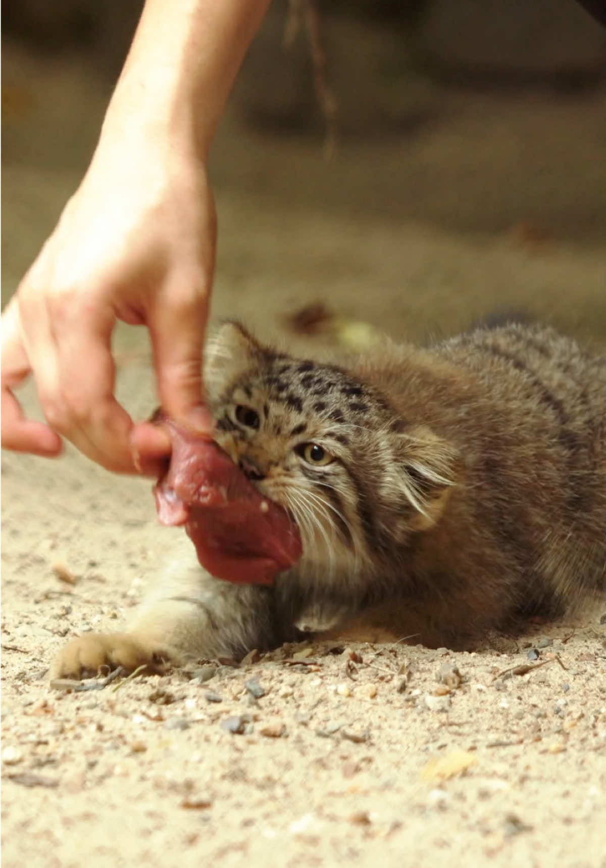 Watch till the end: Manul kittens feeding and the daring chomp of zookeeper's leg! 😈😄 🔅🔅🔅 Кормление котят манулов и дерзкий кусь киперу за ногу! 😈😄 #manul #pallascat #kitten #kittens #cat 