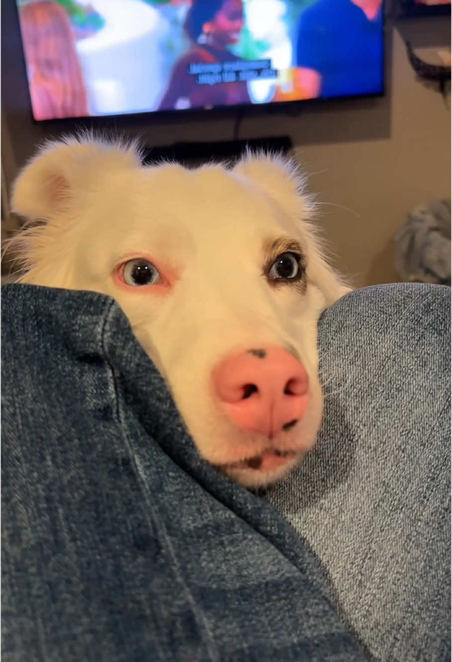 Clever dog😂🐶#dog #funny #for #foryou #fyp #funnyvideo #animal #cat #usa #pets