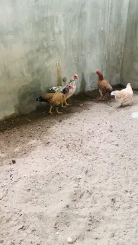 # đen 1 mầu 