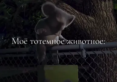 Какой же он мемный #мем #тотемноеживотное #viral #рекомендации #асмр 