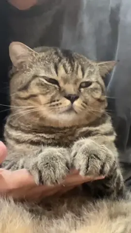 Let’s go party! #เก๋าไม่เอนจอย #สวนสัตว์tiktok #cat #แมว 