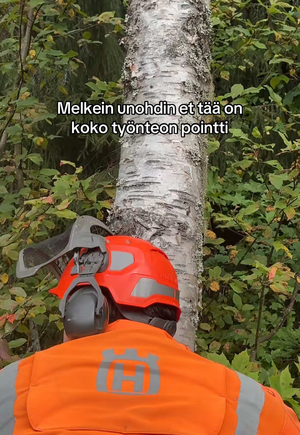 Sahaan tuota isoa koivua