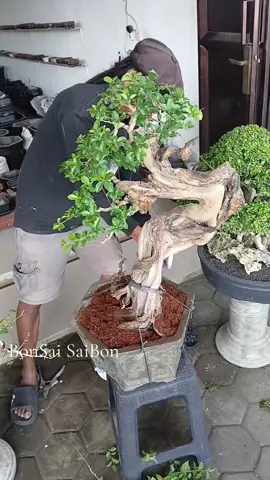 Alhamdulillah #BonsaiSaibon #BelajarBonsai #bonsaimania #bonsaitree #bonsaipetarung 