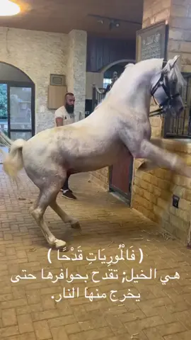 ماشاءالله_تبارك_الله لاتنسى_ذكر_الله صلوا_على_رسول_الله #الخيل_العربية #الخيل_الأصيلة #الخيل_الجميله #جموح_الخيل #فروسية 